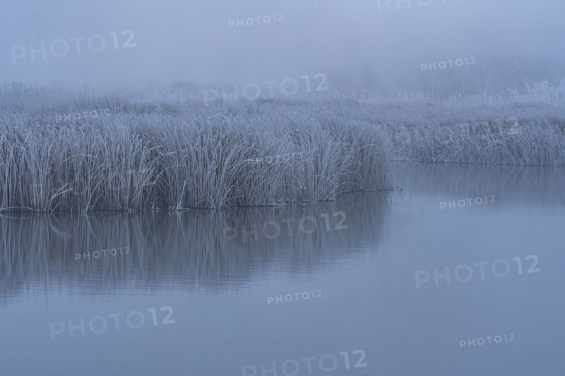 Frosty reeds reflected in still water