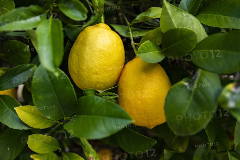 Close-up of ripe Meyer lemons on tree