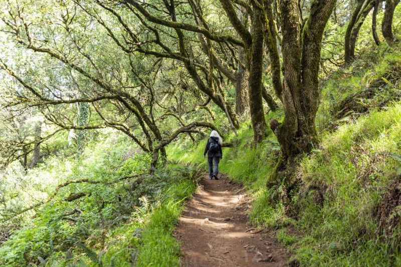 Senior woman hiking through redwood forest near Mt Tamalpais