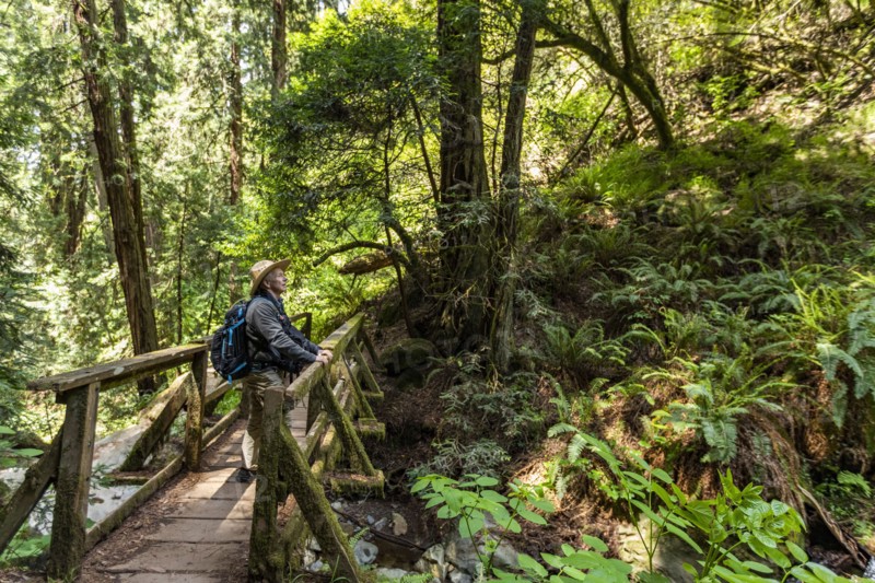 Senior man hiking through redwood forest near Mt Tamalpais