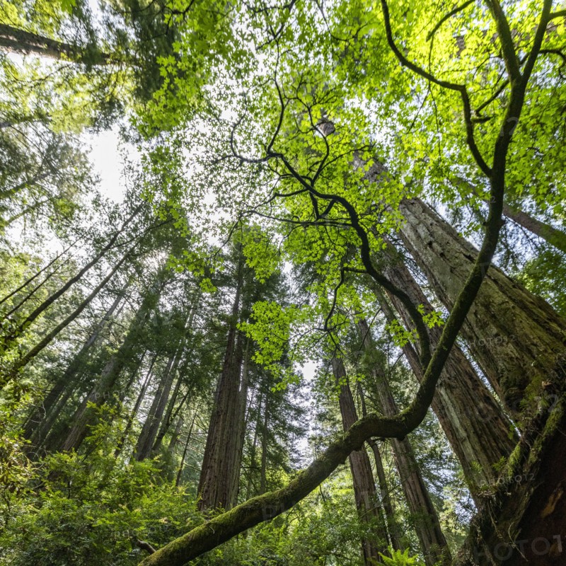 Redwood trees in forest