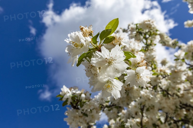 Cherry blossom against sunny sky