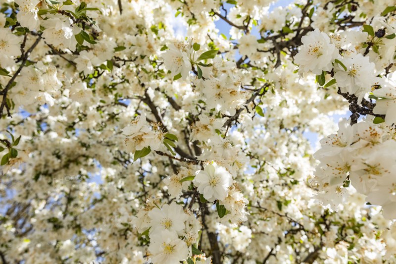 Close up of cherry blossom