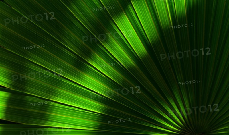 Close-up of green palm leaf with sunlight and shadow