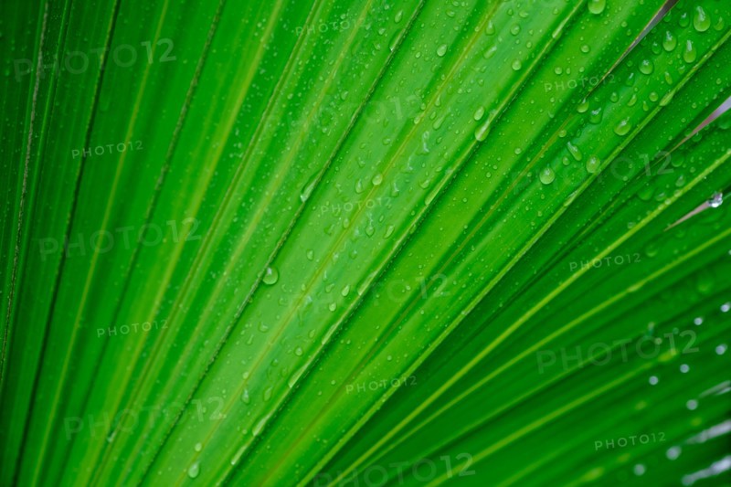 Close-up of green palm leaf with rain drops