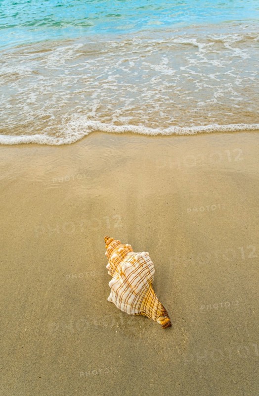 Conch seashell on sandy beach
