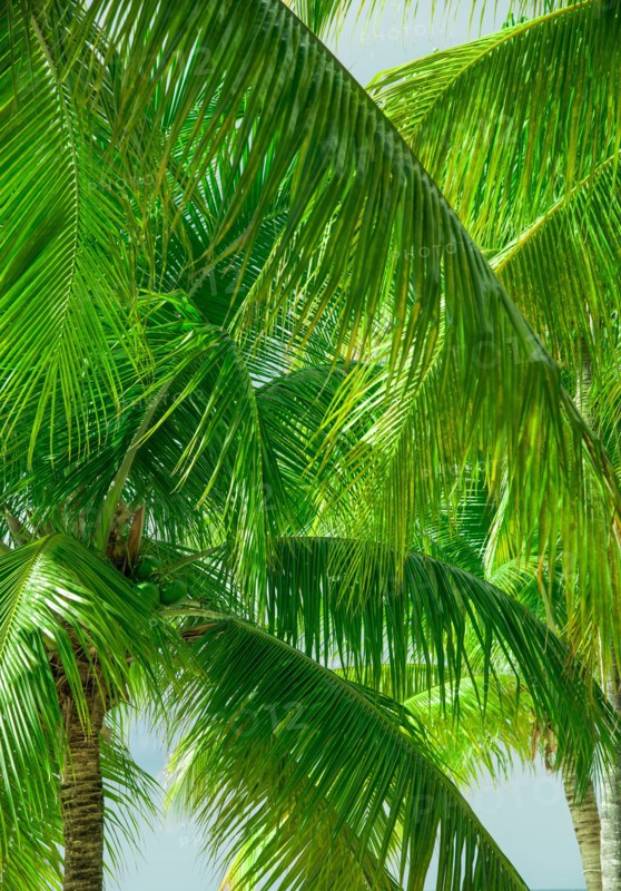 Close-up of palm trees
