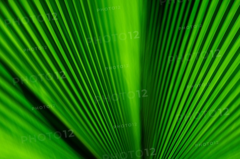 Close-up of green palm leaf