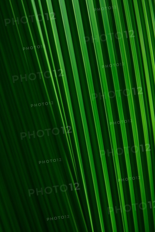 Close-up of green palm leaf
