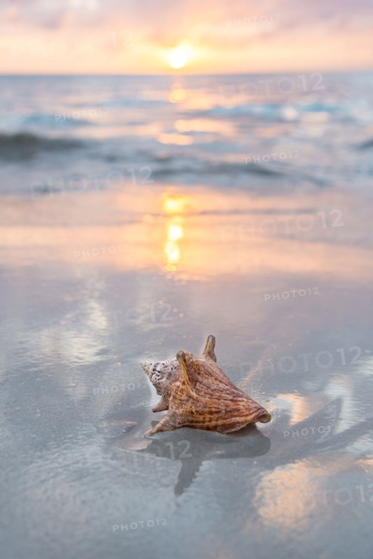 Conch seashell on sandy beach at sunset
