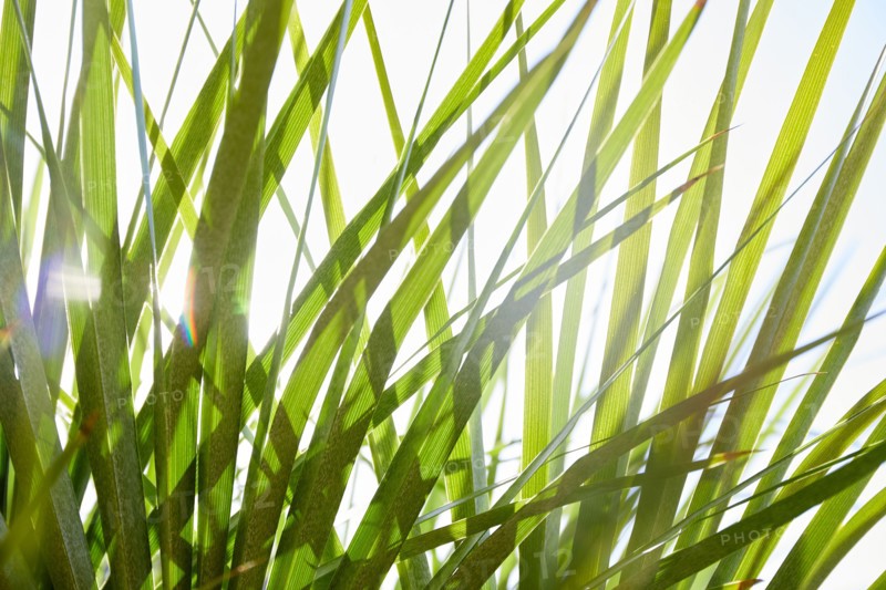 Close-up of palm leaves in sunlight
