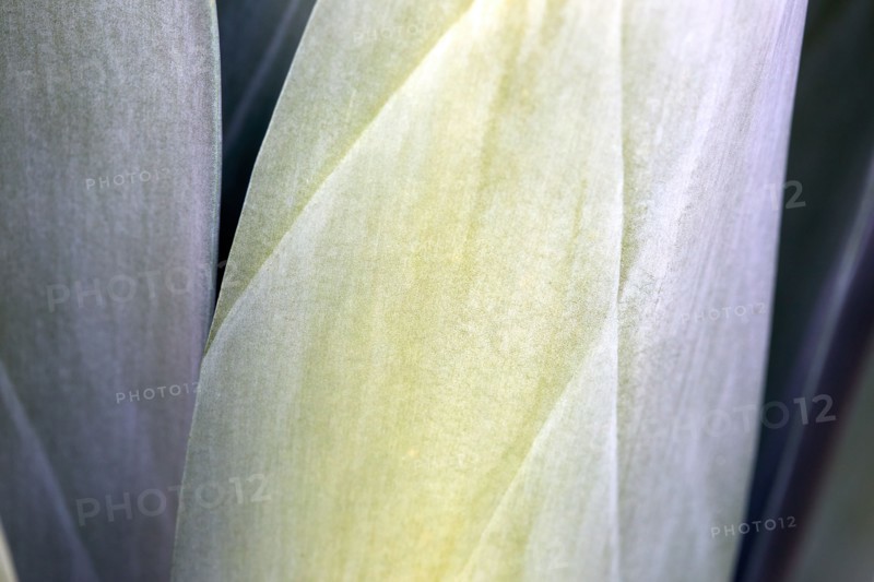 Close-up of agave leaves