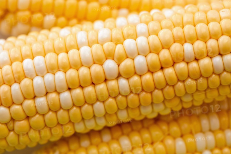 Close-up of corn on the cob