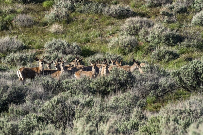 Herd of deer on sagebrush hillside