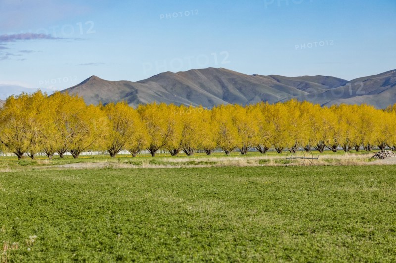 Rural treeline in farmland