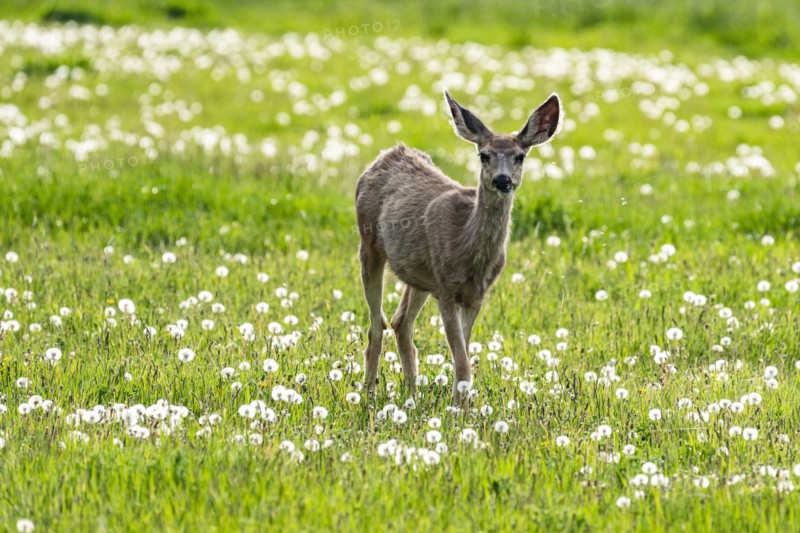 Young deer in meadow