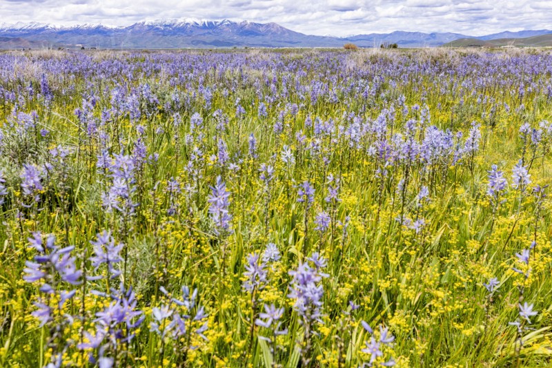Camas lilies bloom in spring
