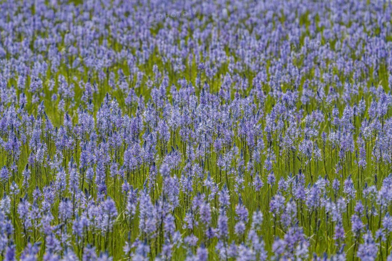 Camas lilies bloom in spring
