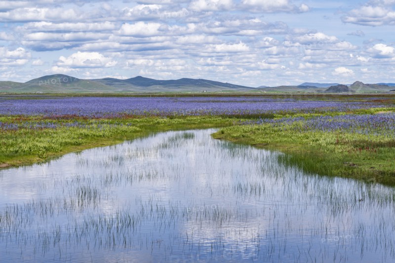 Camas lilies bloom in spring on riverbanks