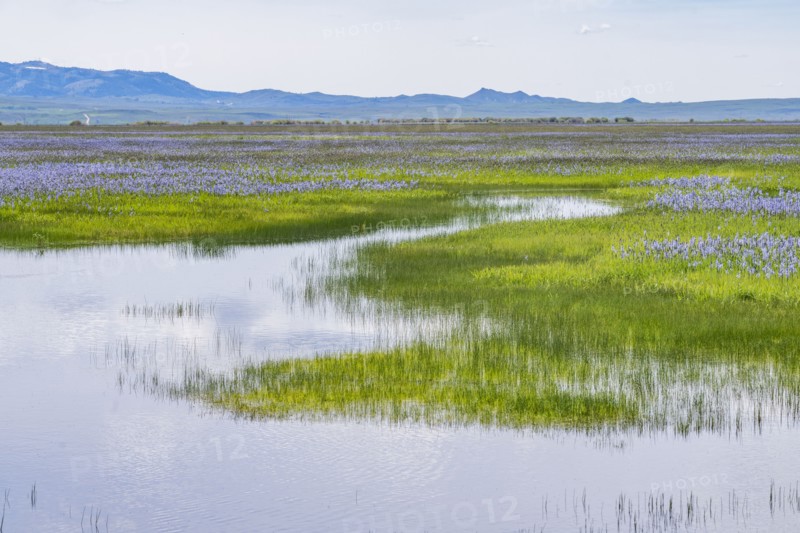 Camas lilies bloom in spring in wetland