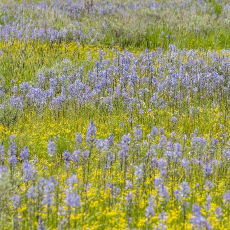 Camas lilies bloom in spring on riverbanks