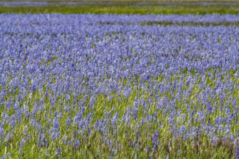 Camas lilies bloom in spring on riverbanks