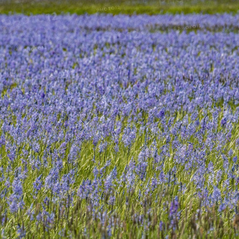Camas lilies bloom in spring on riverbanks