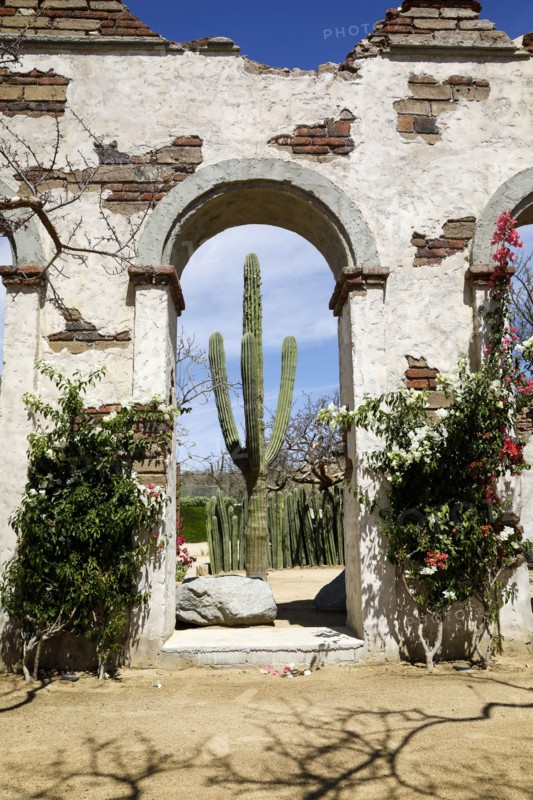Old ruins and plants