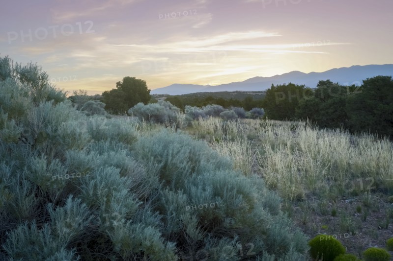 Bushes on desert