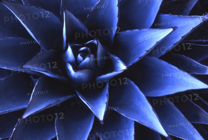 Close-up of blue Agave plant