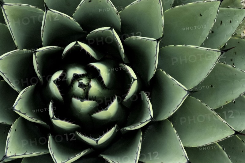 Close-up of blue Agave plant