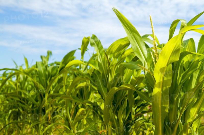 Corn growing in field