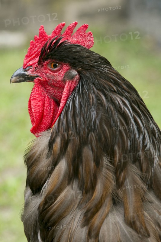 Portrait of rooster