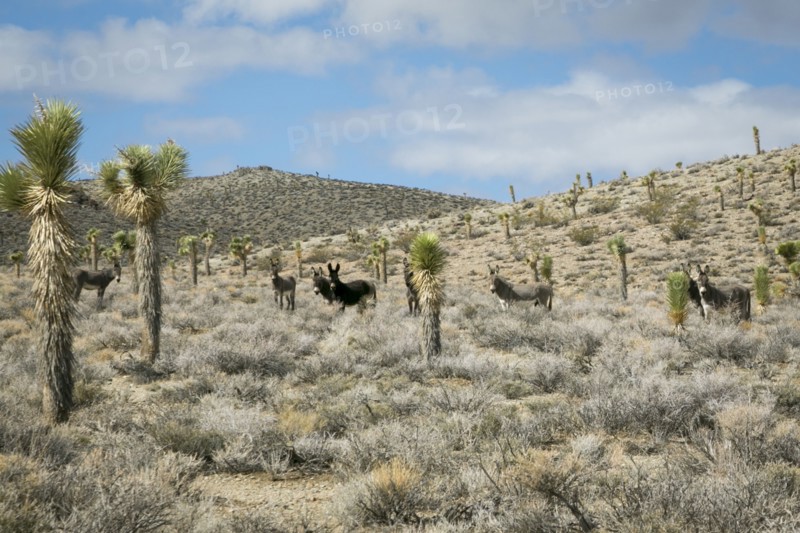 Wild donkeys in desert