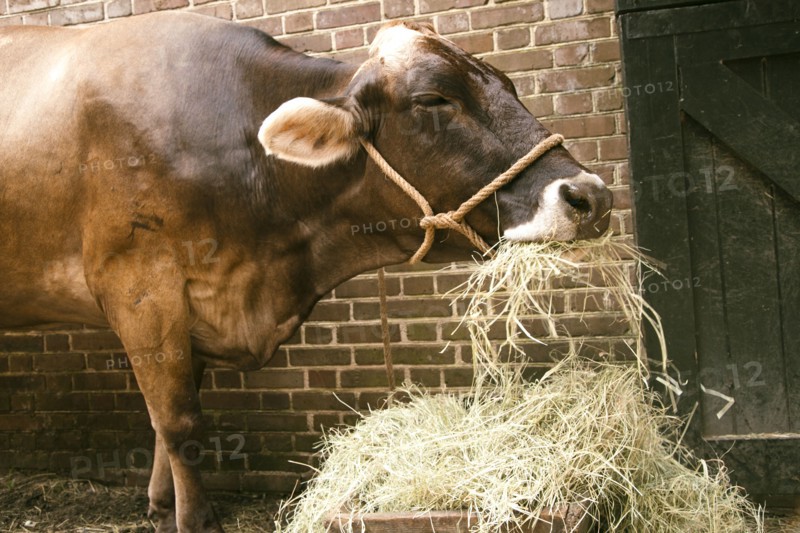 Cow eating hay
