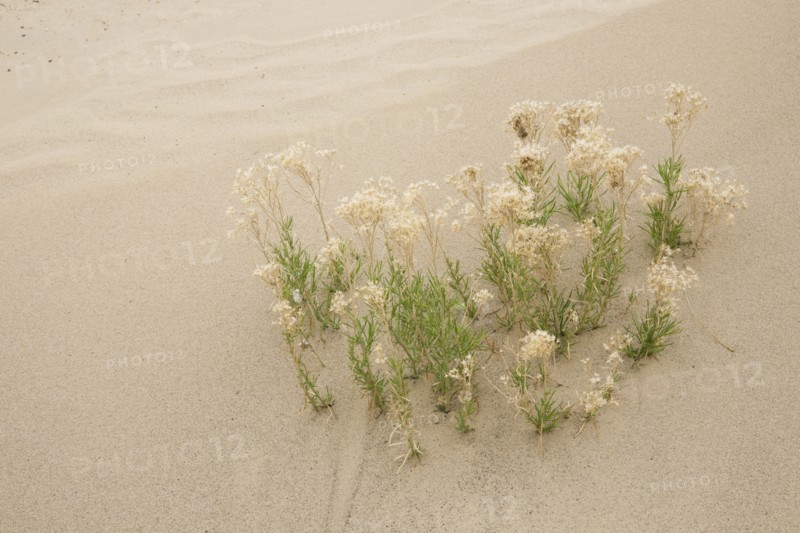 Plants growing in sand in desert