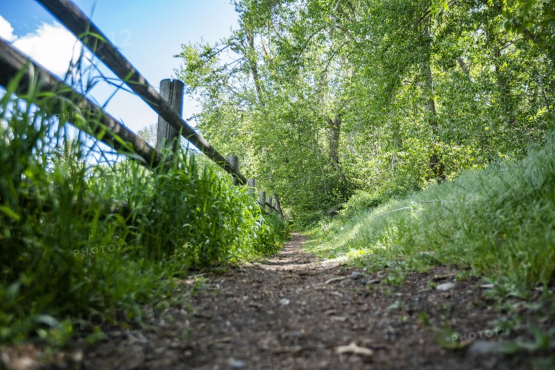Footpath and fence in forest
