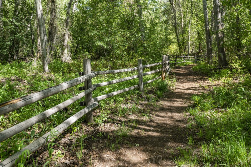Footpath and fence in forest