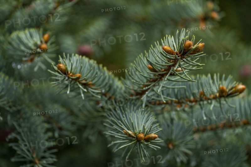 Close-up of pine branch