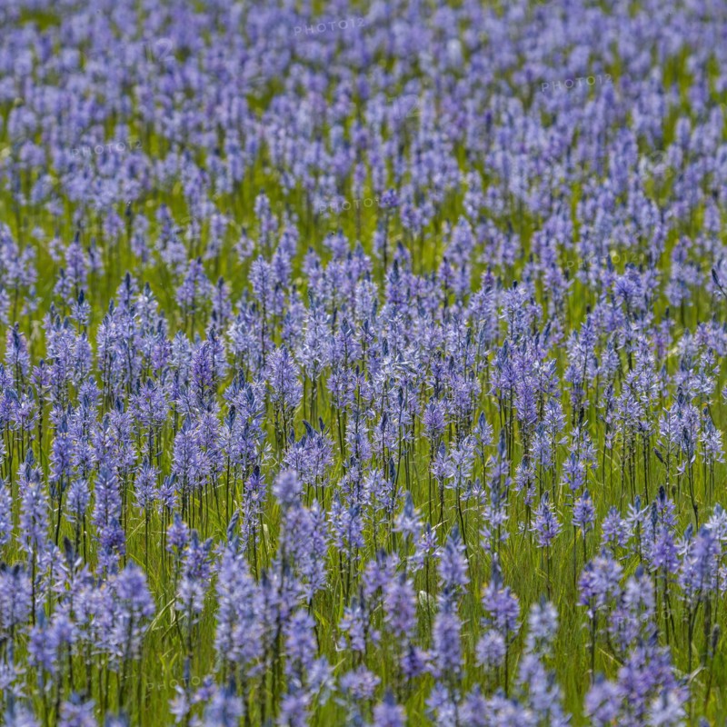 Close-up of Camas lilies bloom in spring