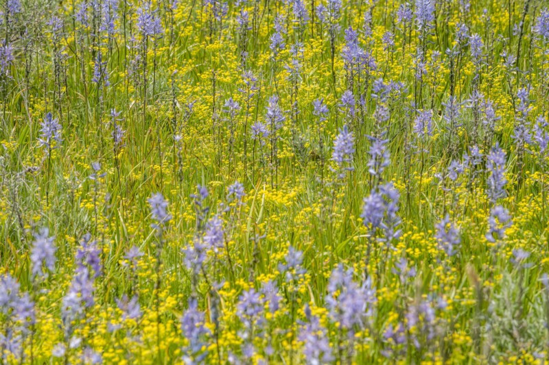 Close-up of Camas lilies bloom in spring