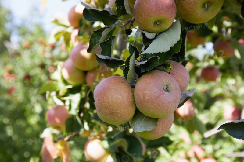 Ripe apples on tree branch in orchard