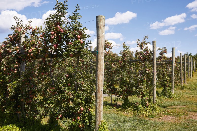 Rows of apple trees in orchard