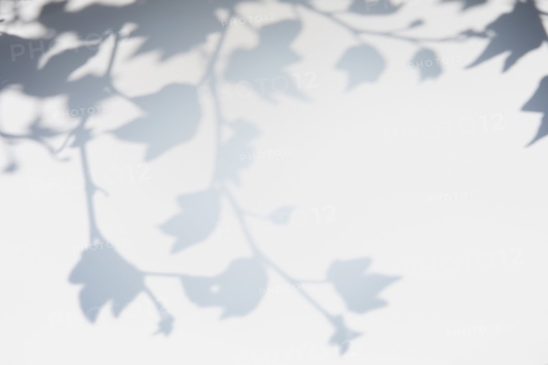 Shadow of leaves and branches on white wall
