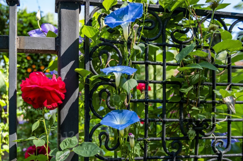 Summer flowers growing on metal fence
