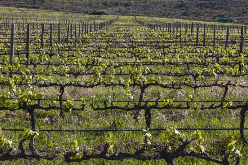 Rows of vines growing in vineyard