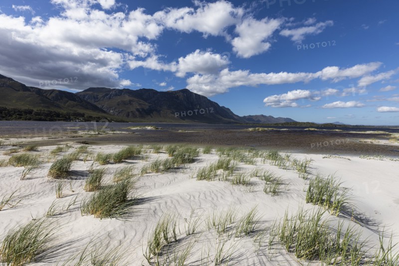 Marram grass on sandy Grotto beach