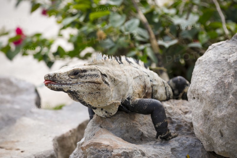Iguana sitting on rock and warming itself in sunlight