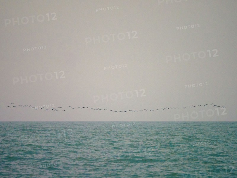 Flock of birds flying above smooth sea