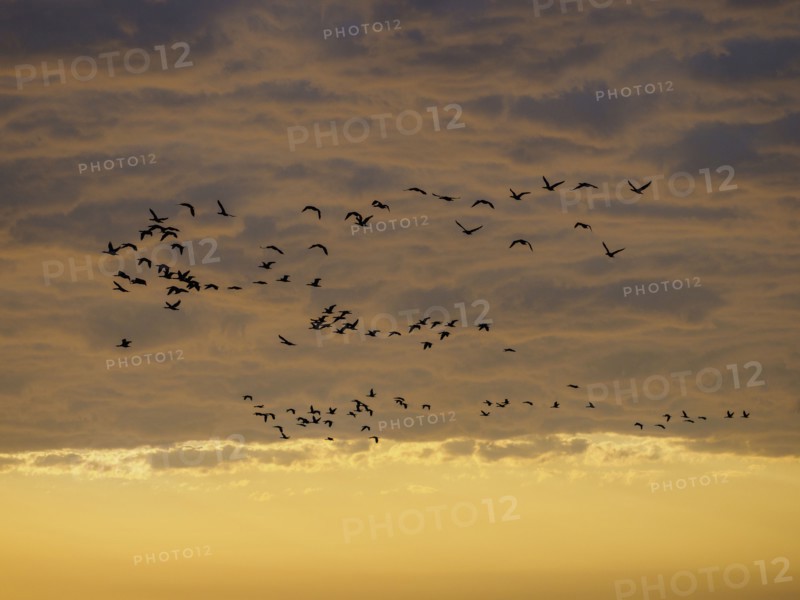 Flock of birds flying against storm clouds